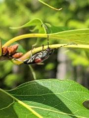 Stictoleptura canadensis