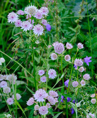 Astrantia major