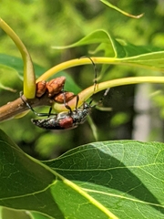 Stictoleptura canadensis