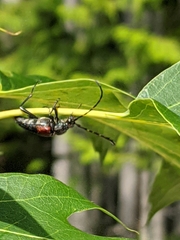 Stictoleptura canadensis