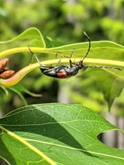 Stictoleptura canadensis