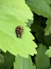 Harmonia axyridis