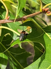 Stictoleptura canadensis