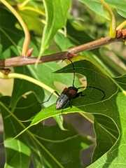 Stictoleptura canadensis