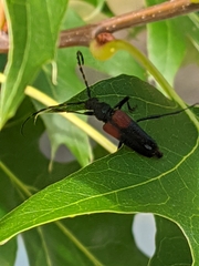Stictoleptura canadensis