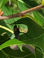 Stictoleptura canadensis
