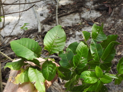 Vitex trifolia