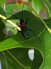 Stictoleptura canadensis