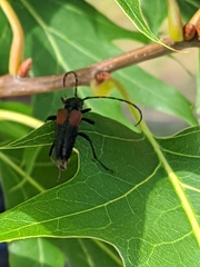 Stictoleptura canadensis