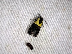 Rectiostoma xanthobasis