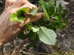 Vitex trifolia