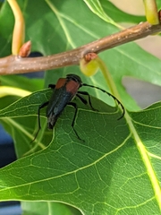 Stictoleptura canadensis