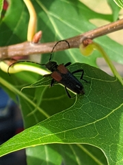 Stictoleptura canadensis