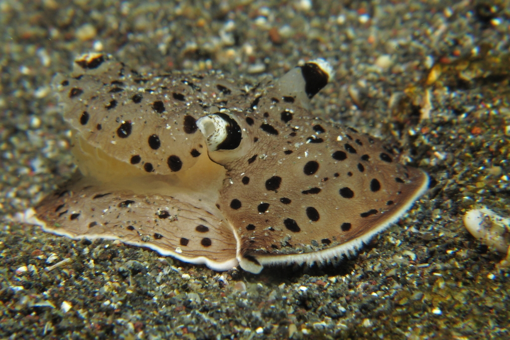 Leopard Pleurobranch