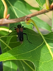 Stictoleptura canadensis