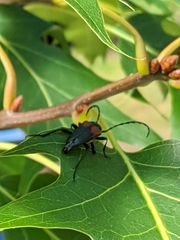 Stictoleptura canadensis