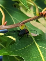 Stictoleptura canadensis