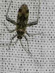 Phytocoris longipennis