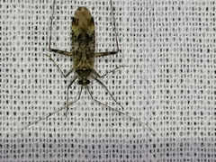 Phytocoris longipennis