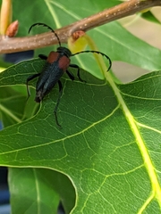Stictoleptura canadensis