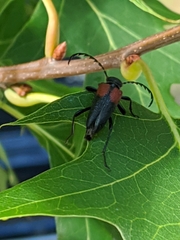 Stictoleptura canadensis