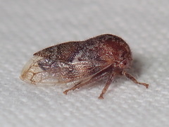 Ophiderma pubescens