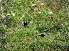 Chrysomus icterocephalus