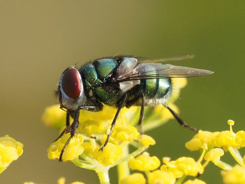 Banded Blowfly