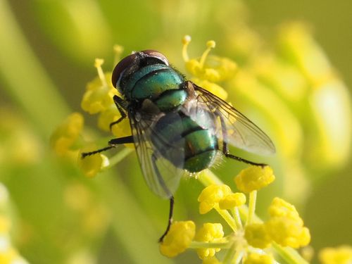 Banded Blowfly