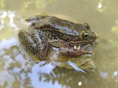 Lithobates zweifeli