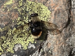 Sericomyia harveyi