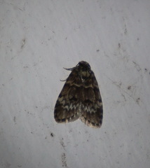 Scaphidriotis xylogramma