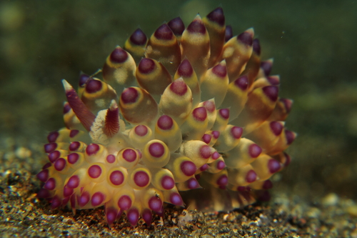 Janolus flavoanulatus