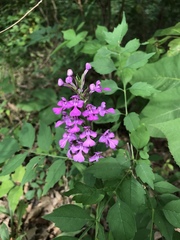 Platanthera peramoena
