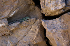 Sceloporus gadsdeni
