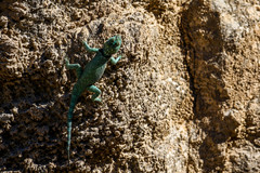 Sceloporus gadsdeni