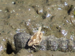 Mistharnophantia