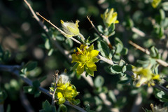 Sericodes greggii