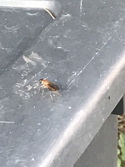 Ptecticus trivittatus