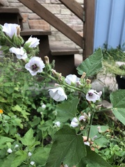 Althaea