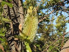Banksia aemula