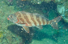 Goniistius rubrolabiatus