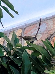 Vireo leucophrys