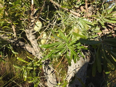 Banksia aemula