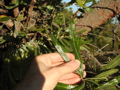 Banksia aemula