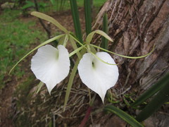 Brassavola