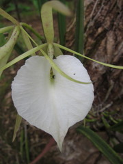 Brassavola