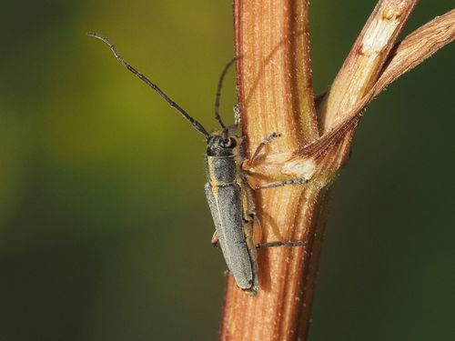 Aiguille charcutière