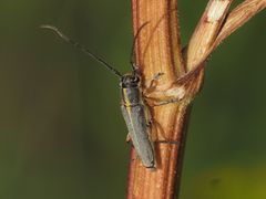 Phytoecia icterica