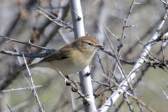 Phylloscopus sindianus